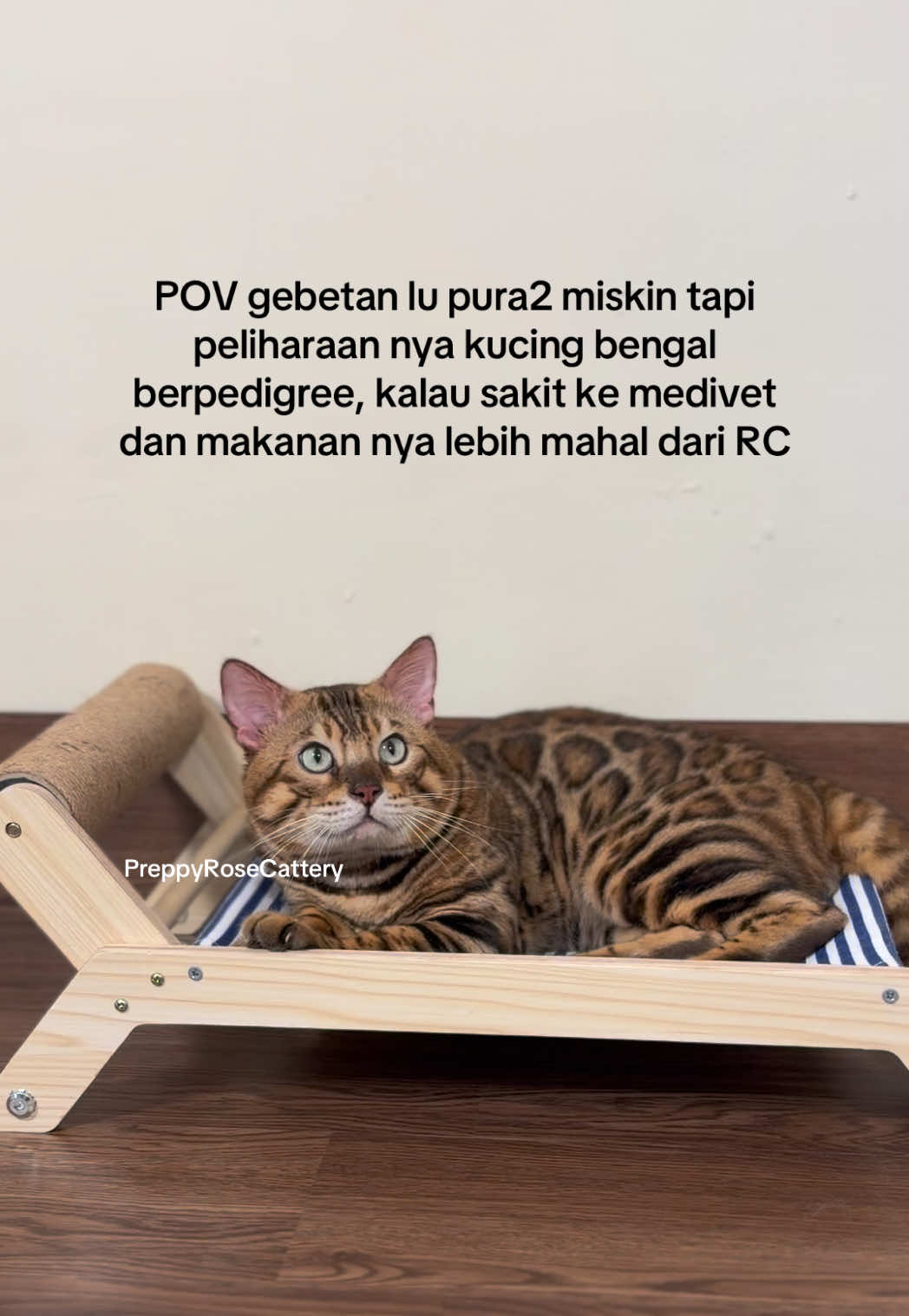 @PreppyRoseCattery