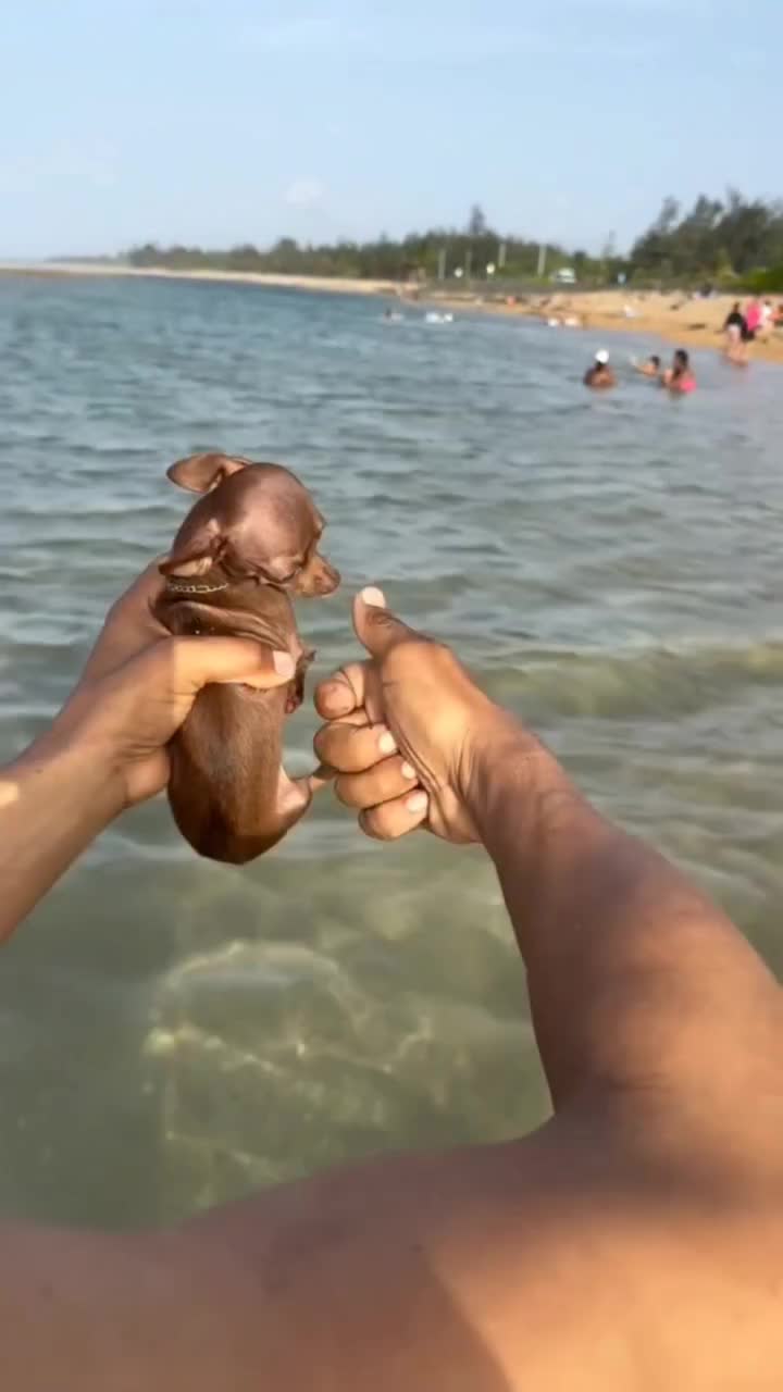 @chihuahuaxlovers