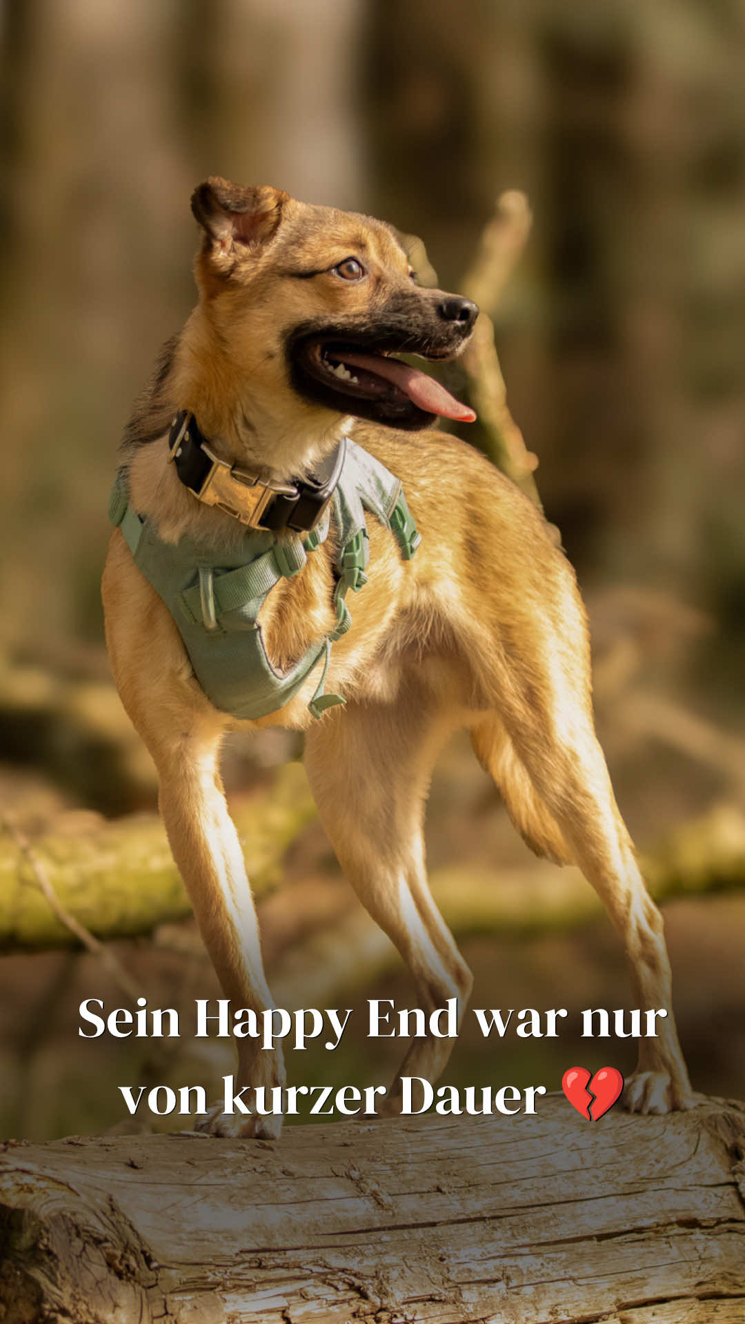 @SpecialDogs e.V.