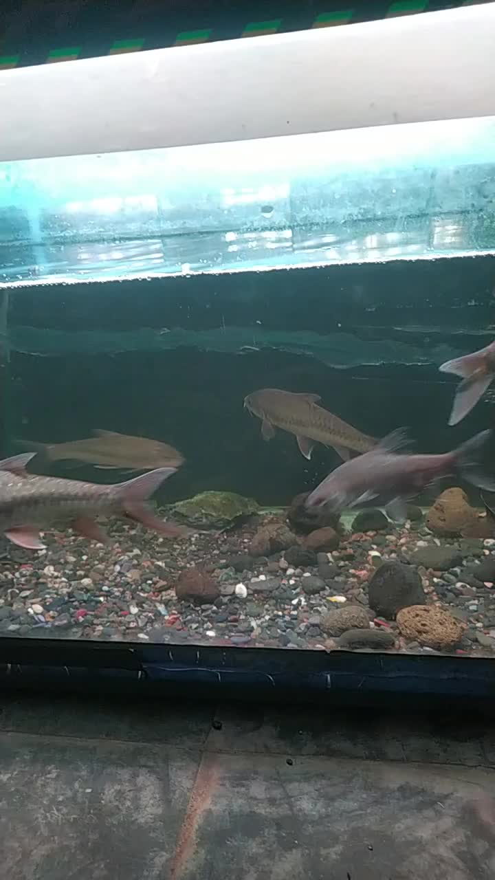 @Blessing_fish