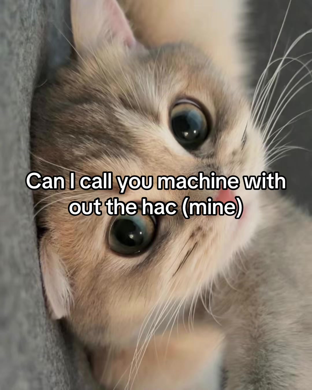 @LavanderCat