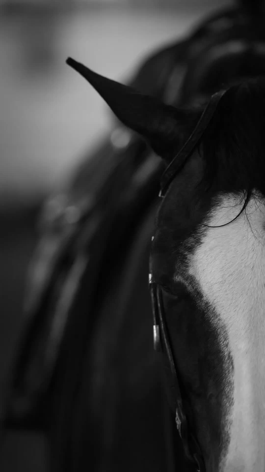 @Tom McCutcheon Reining Horses