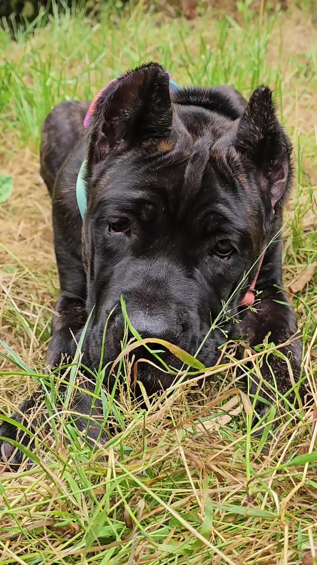 @SalmonCreekCaneCorso