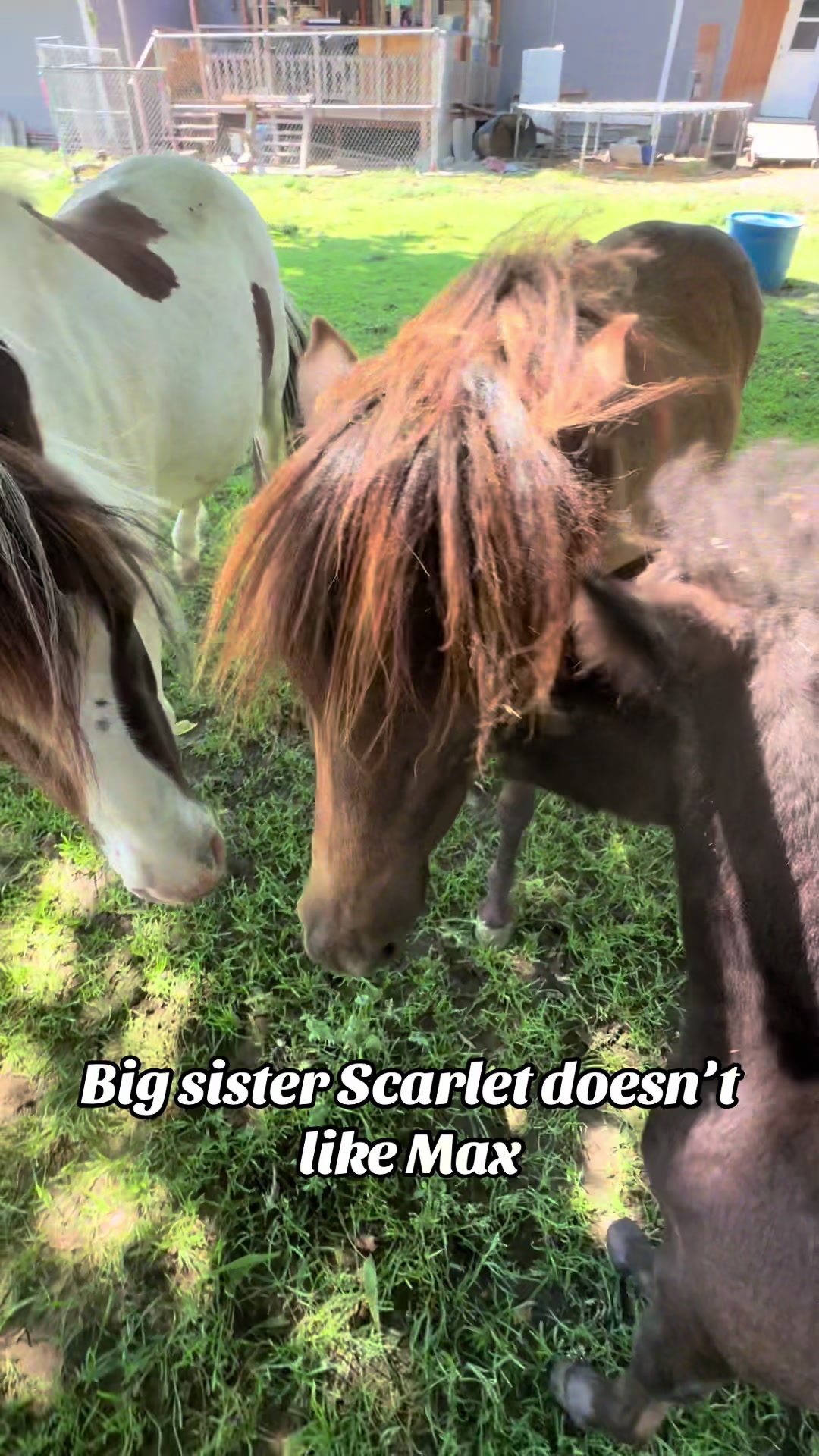 @Hot Sauce the Mini horse 🐎