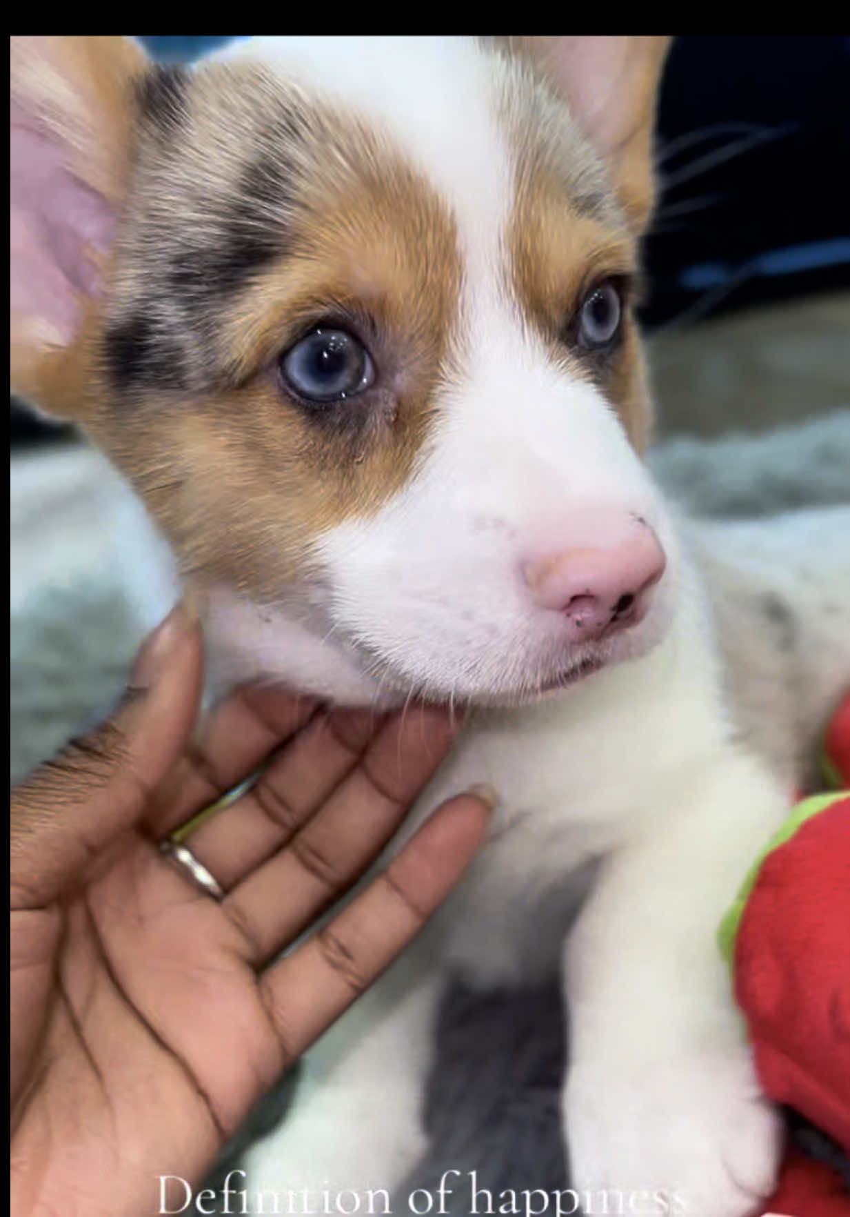@Petland Oklahoma City