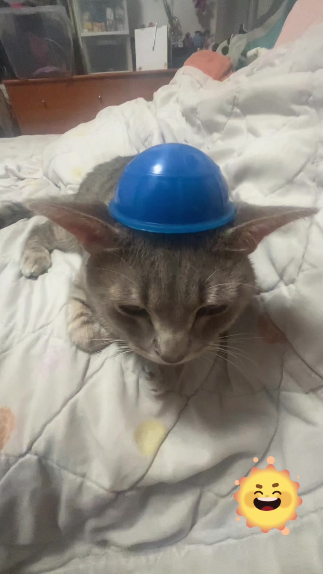 @crazy kitty