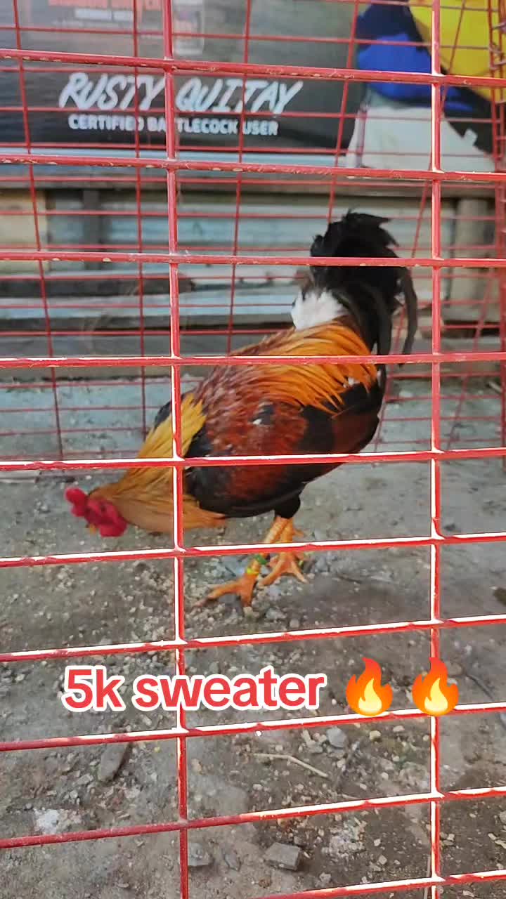 @RDDgamefowlbreeder