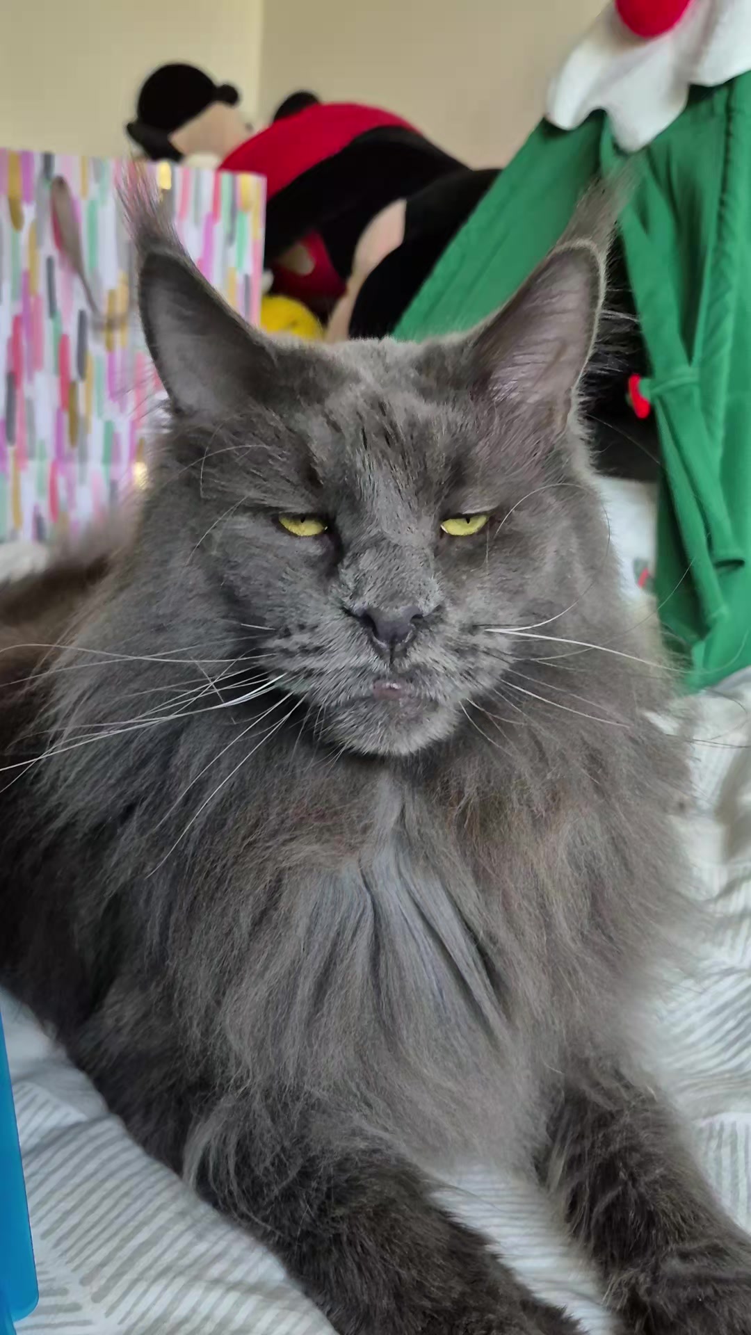 @Ragnar the Maine Coon 🐈
