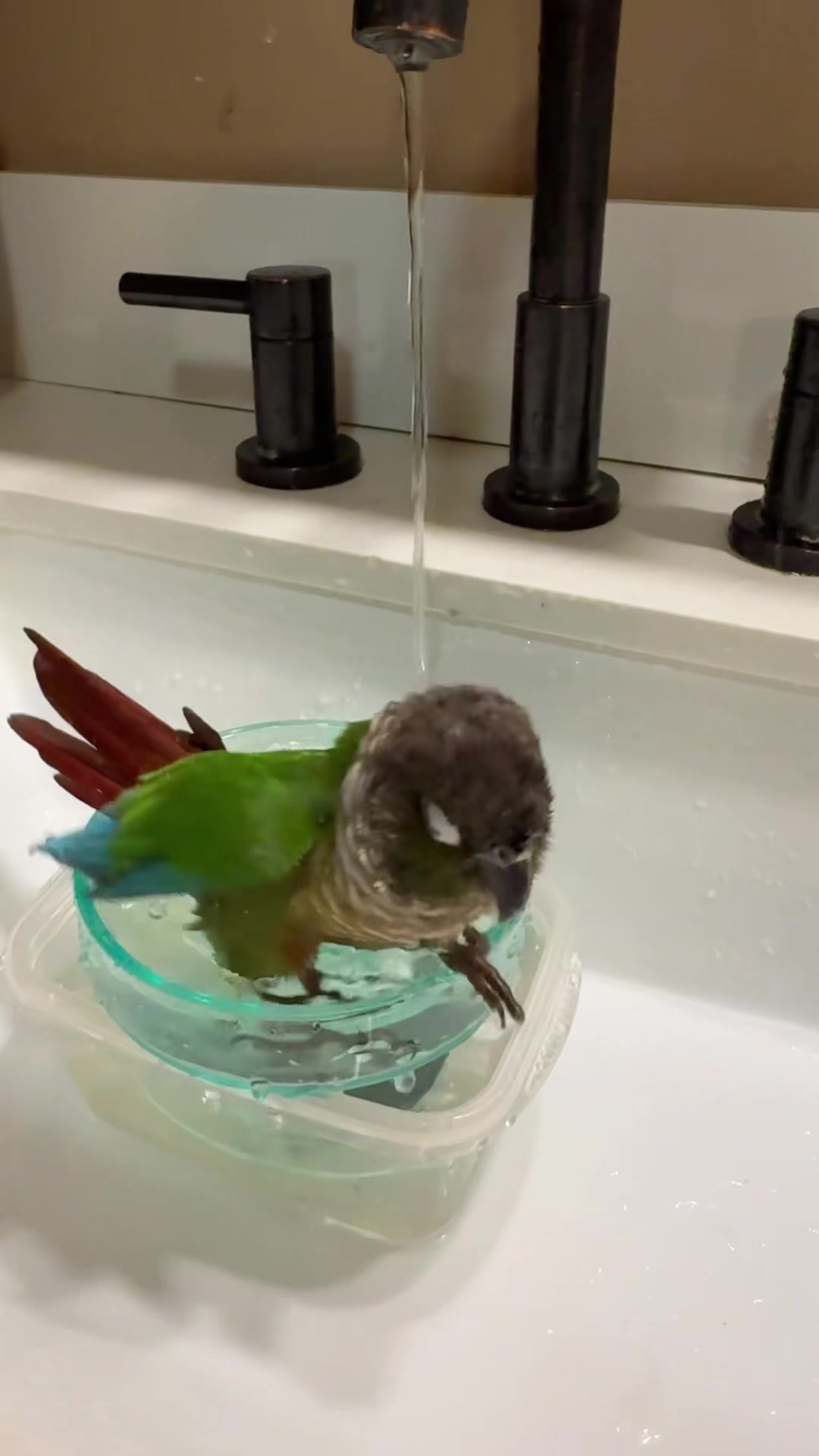 @birdgirl411