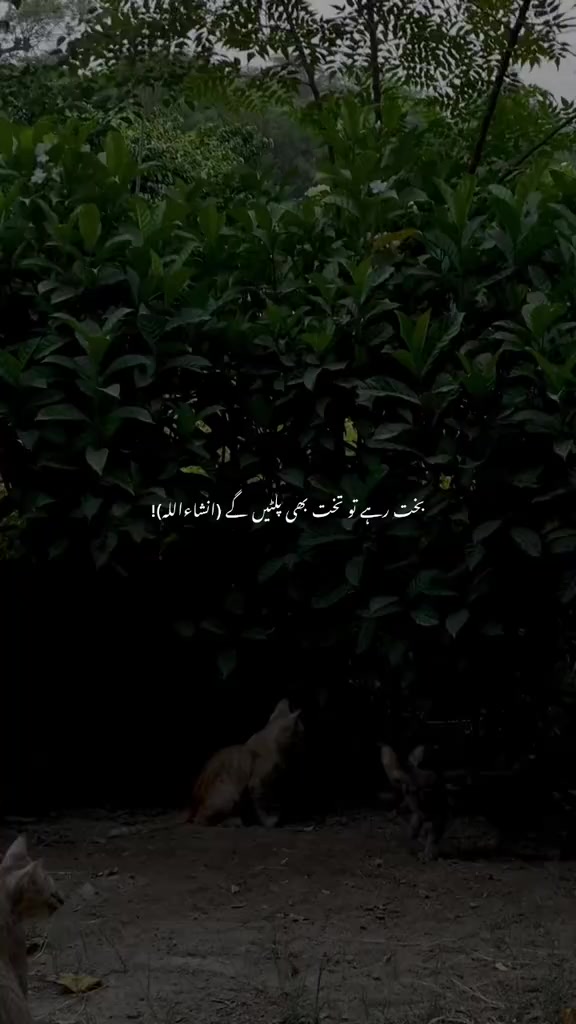 @Tayyab Khan