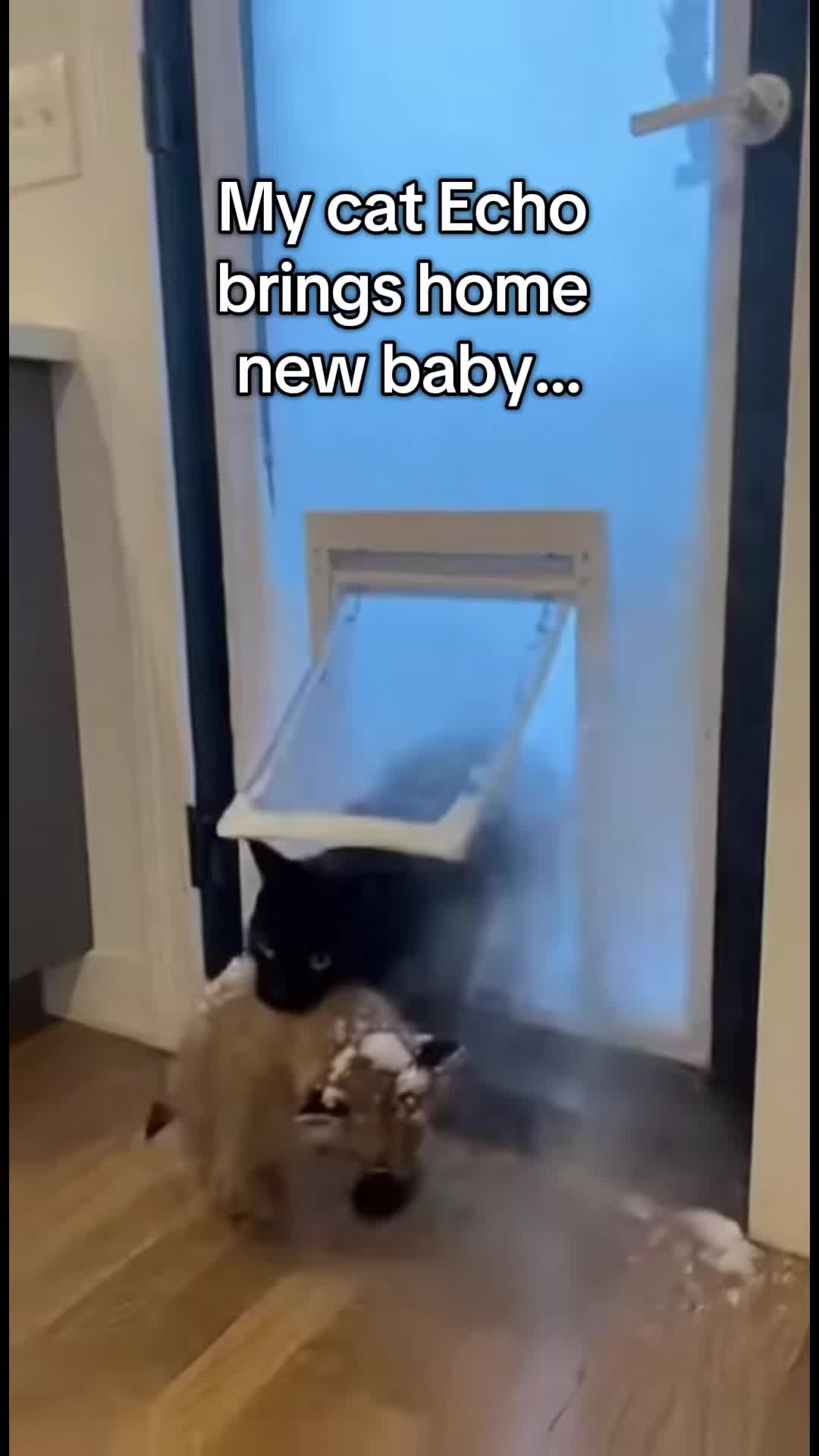 @AnimalWorld