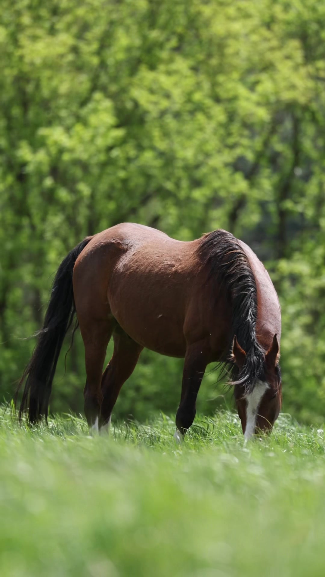 @Stacy | Equine Photography