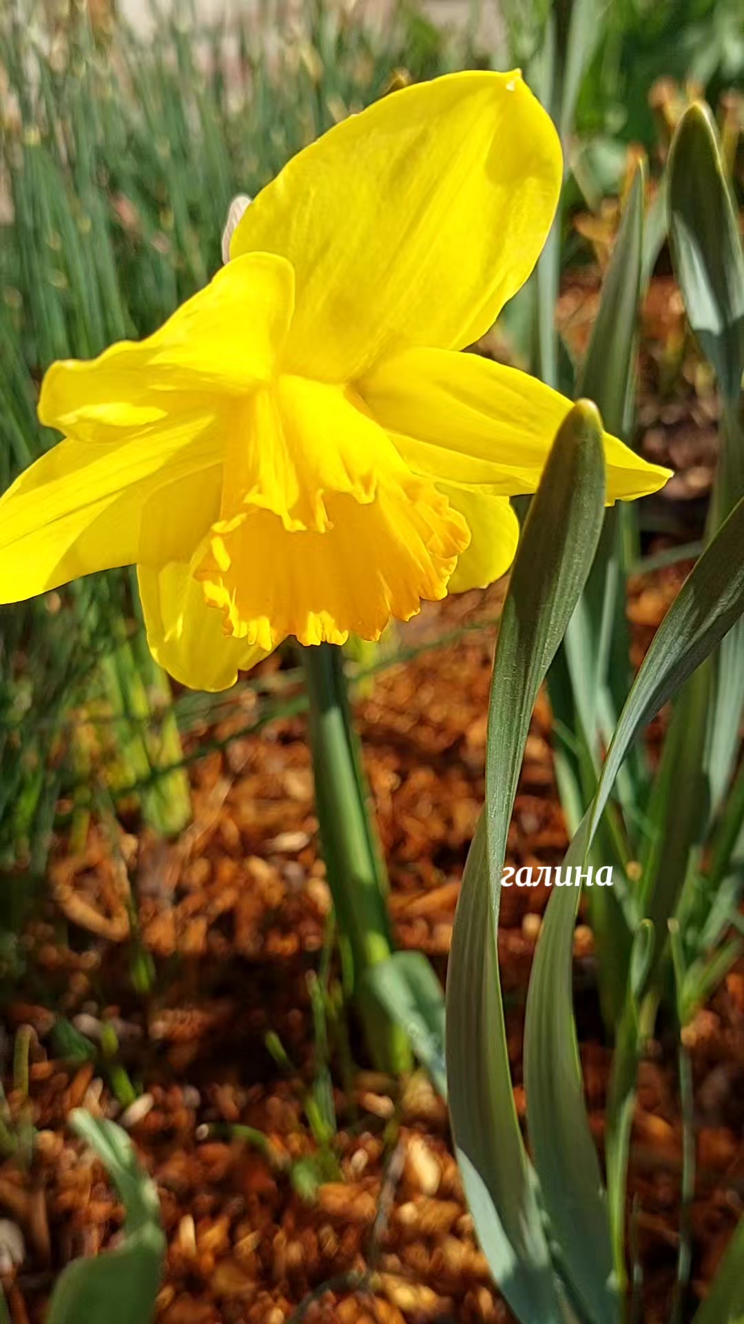 @✨️Галина ✨️🌸