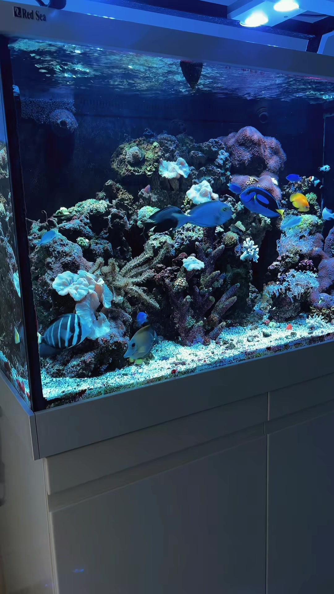 @reeflove