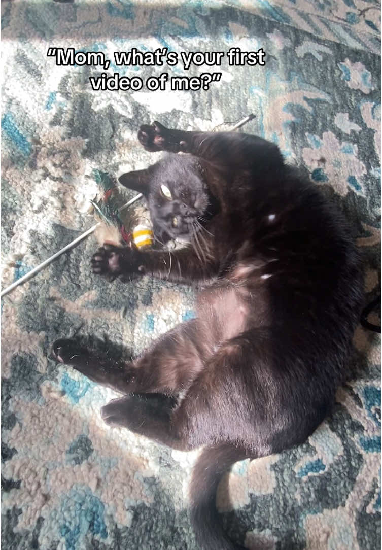 @Mr. Tiny Bagheera