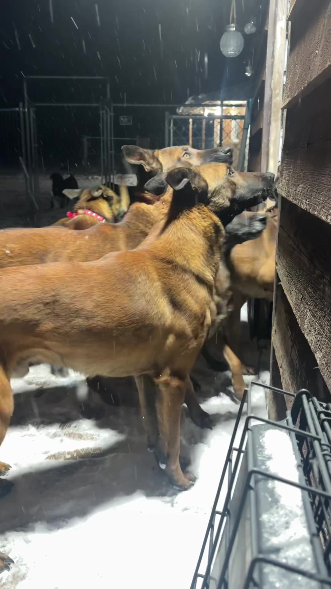 @Aim Canine