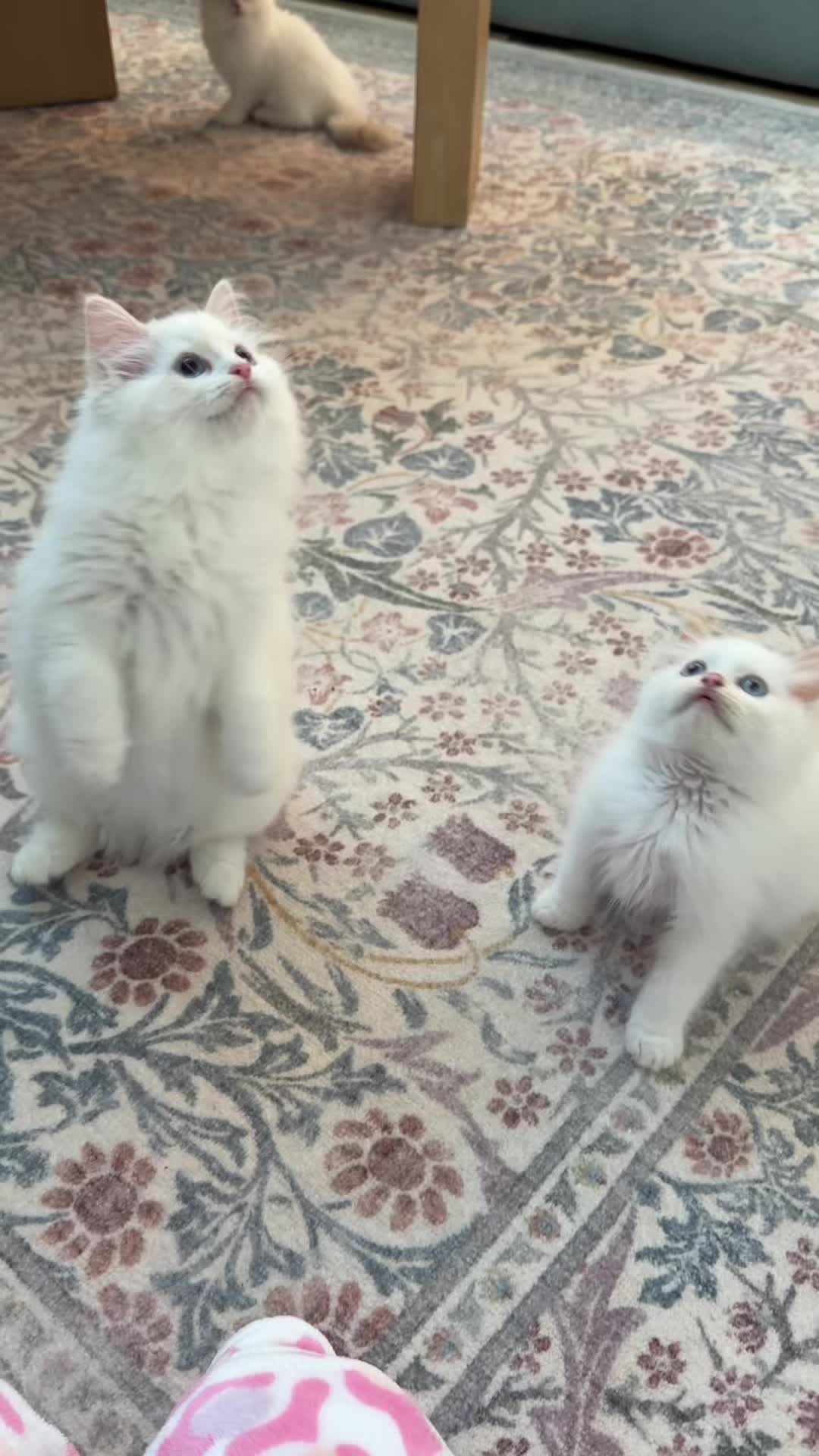 @Pearl&rsquo;s Ragdolls