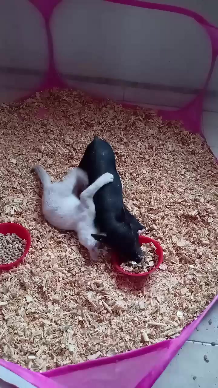 @🖤 GRîS 🖤