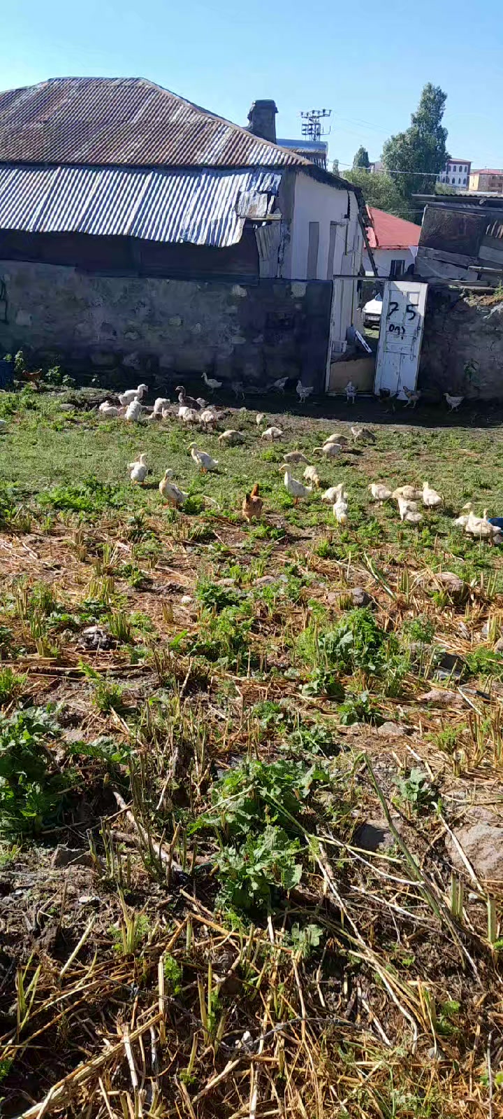 @Hasan Yılmaz