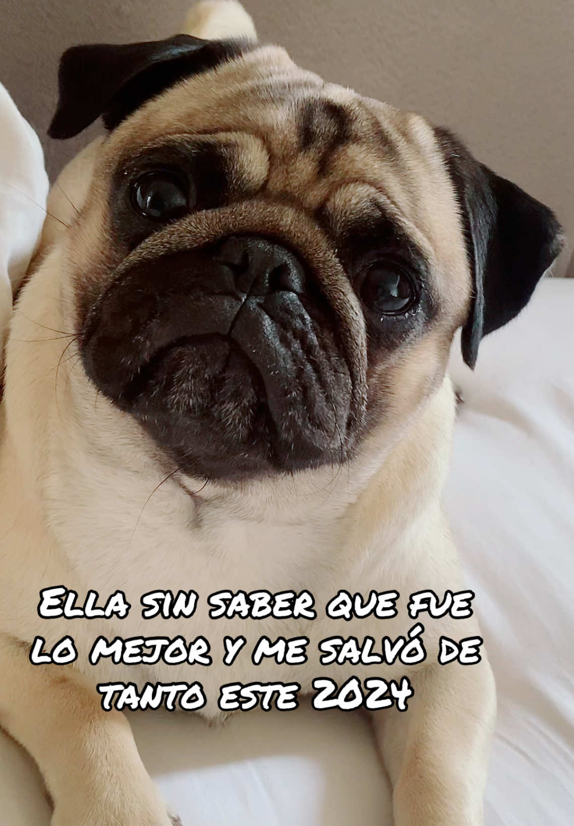 @Moka_lapug