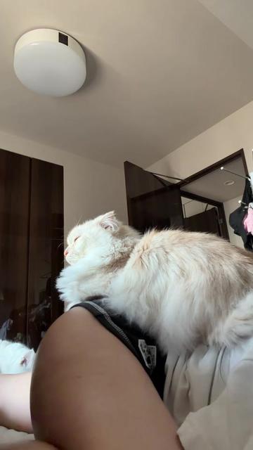 @ねこは神