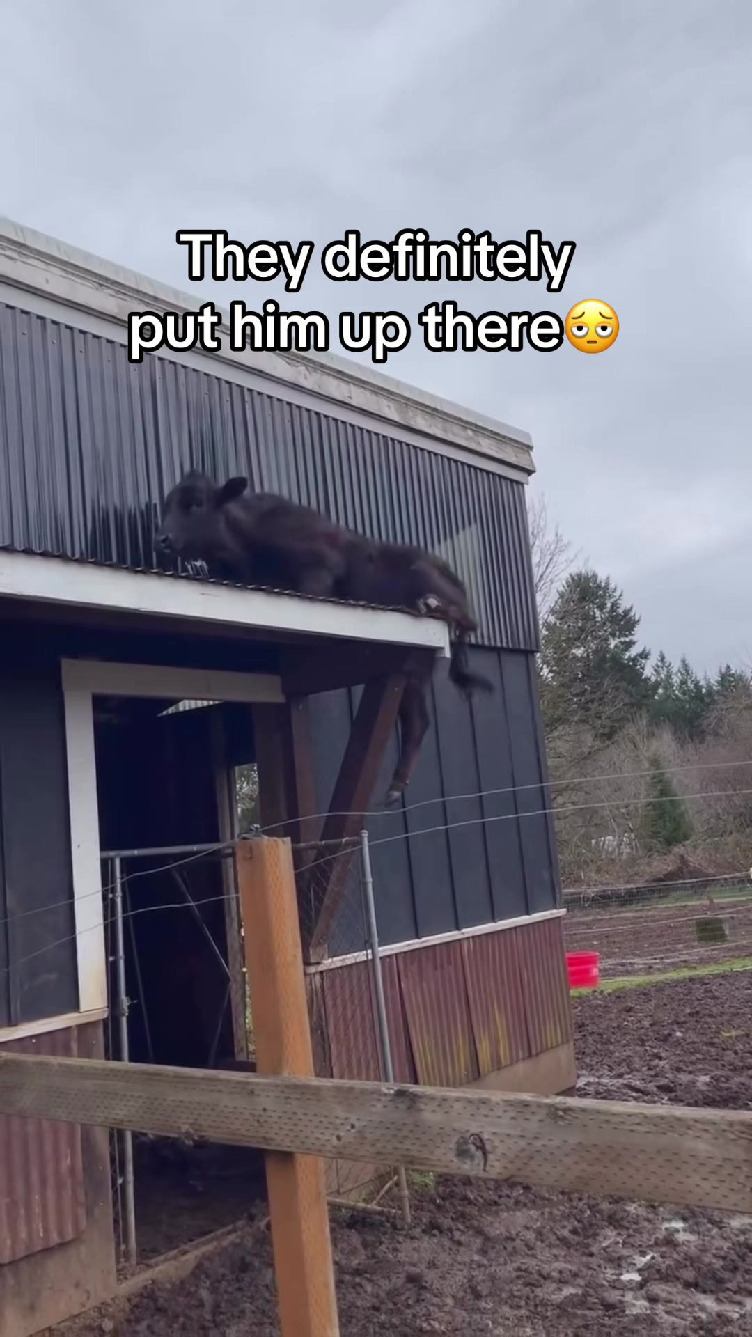 @lilredboytv