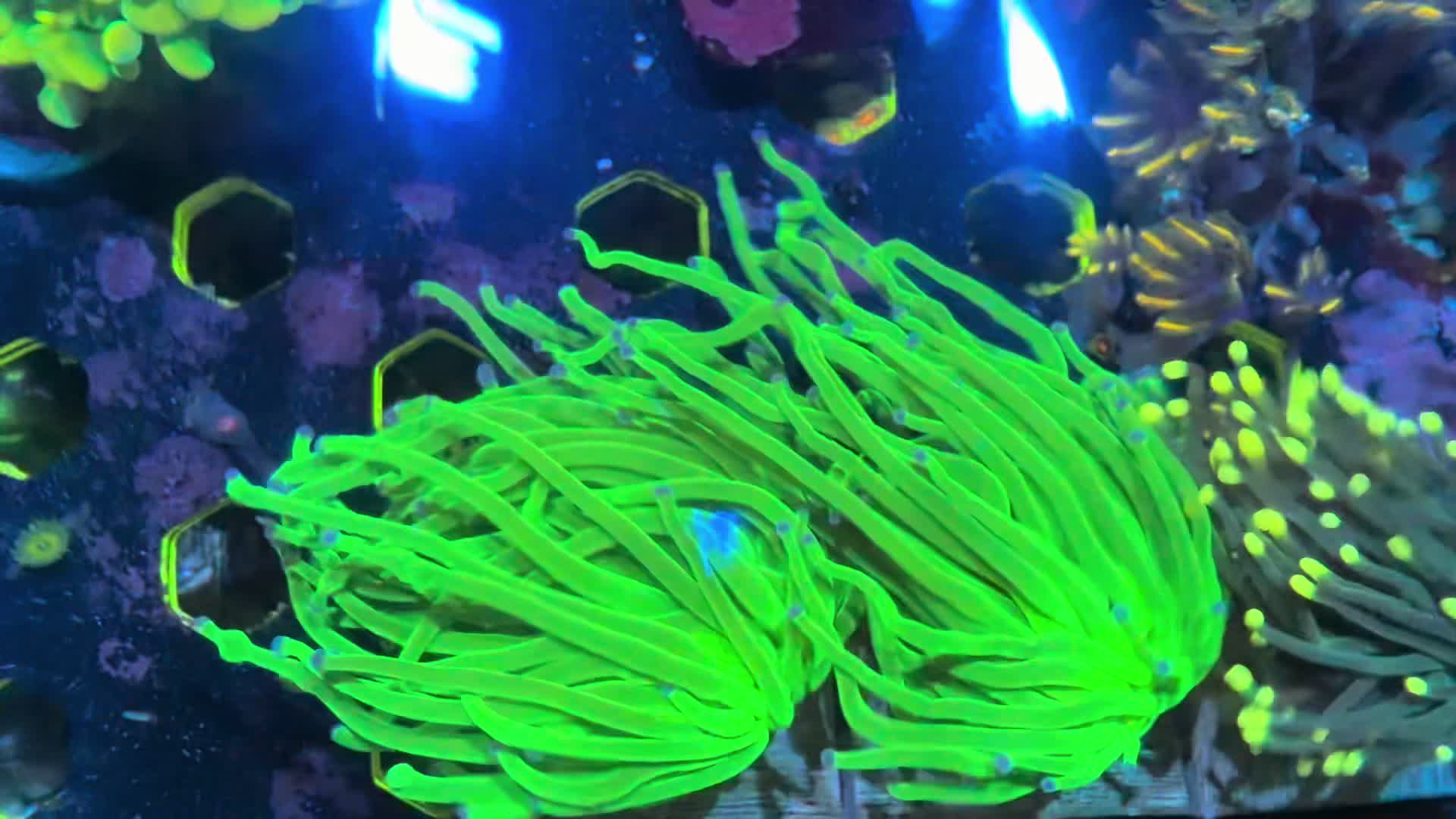 @Inner_Circle_Reefing