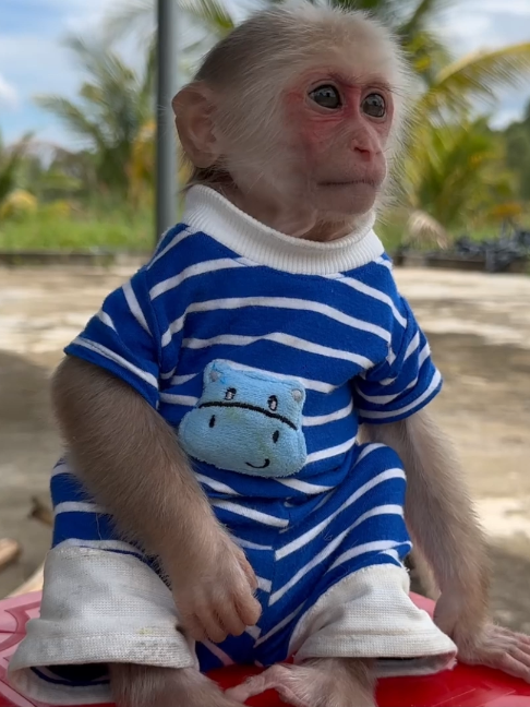@Monkey TP