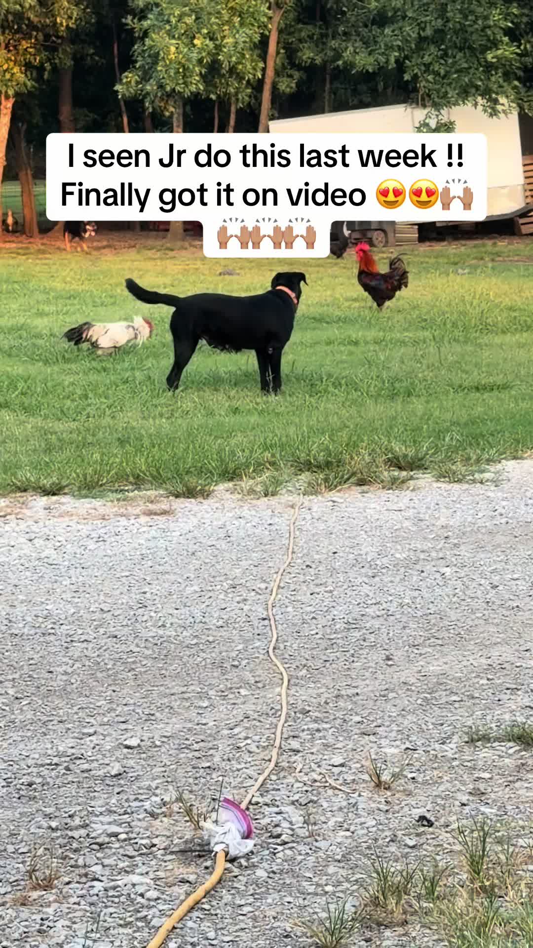 @NonniesFunnyFarm