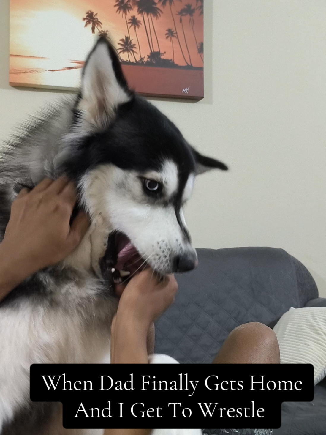 @cythehusky