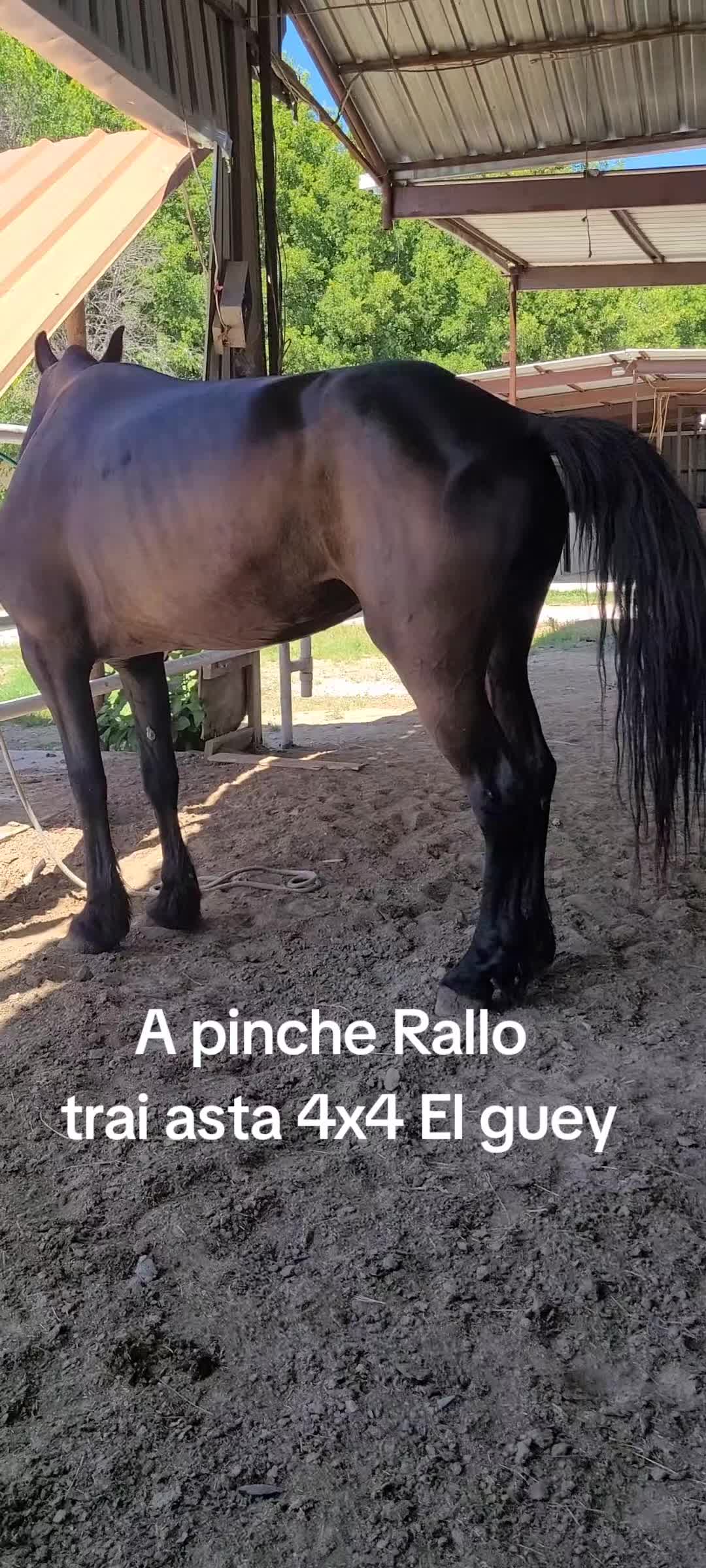 @RANCHOROSAS