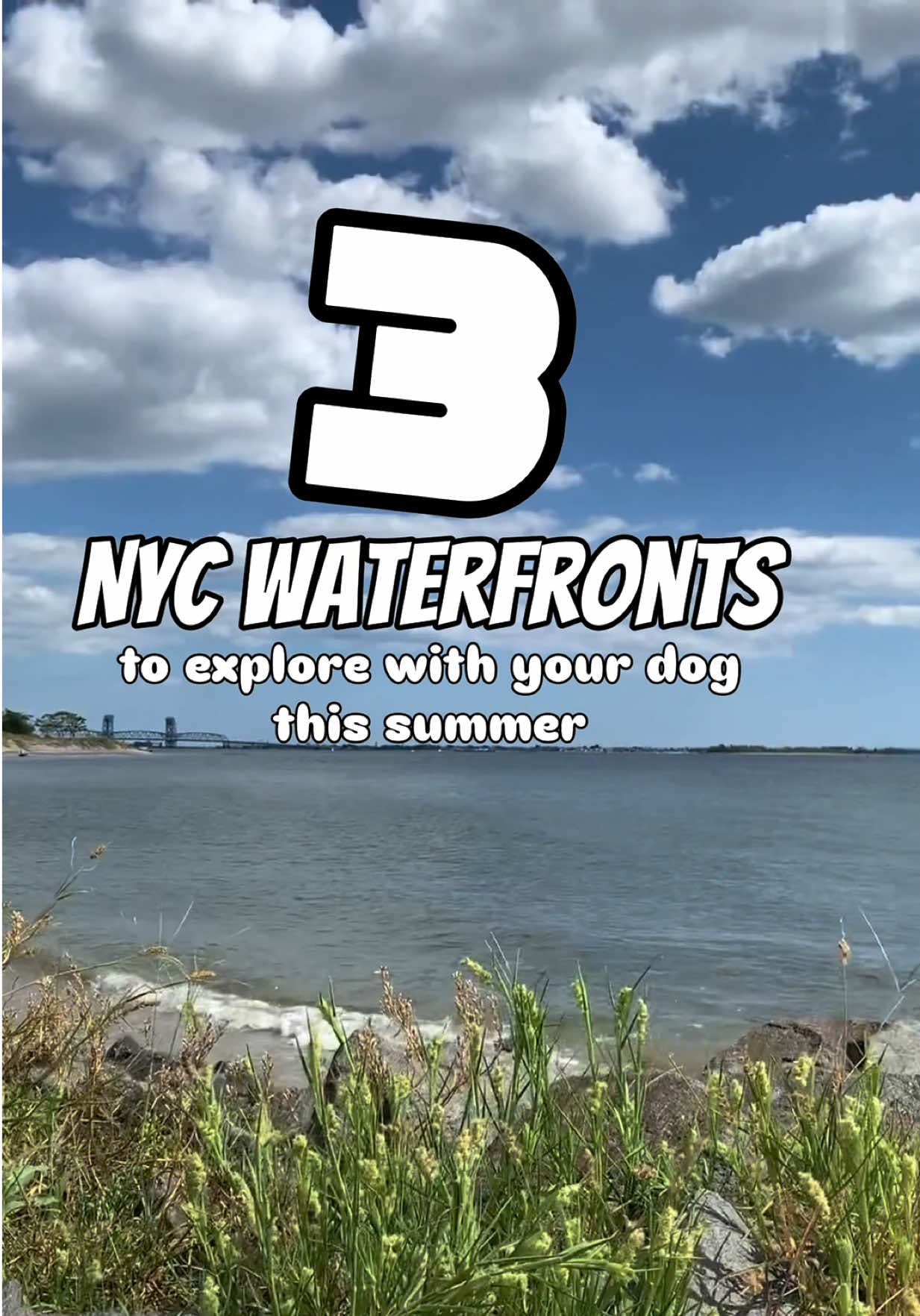@nycdogadventures