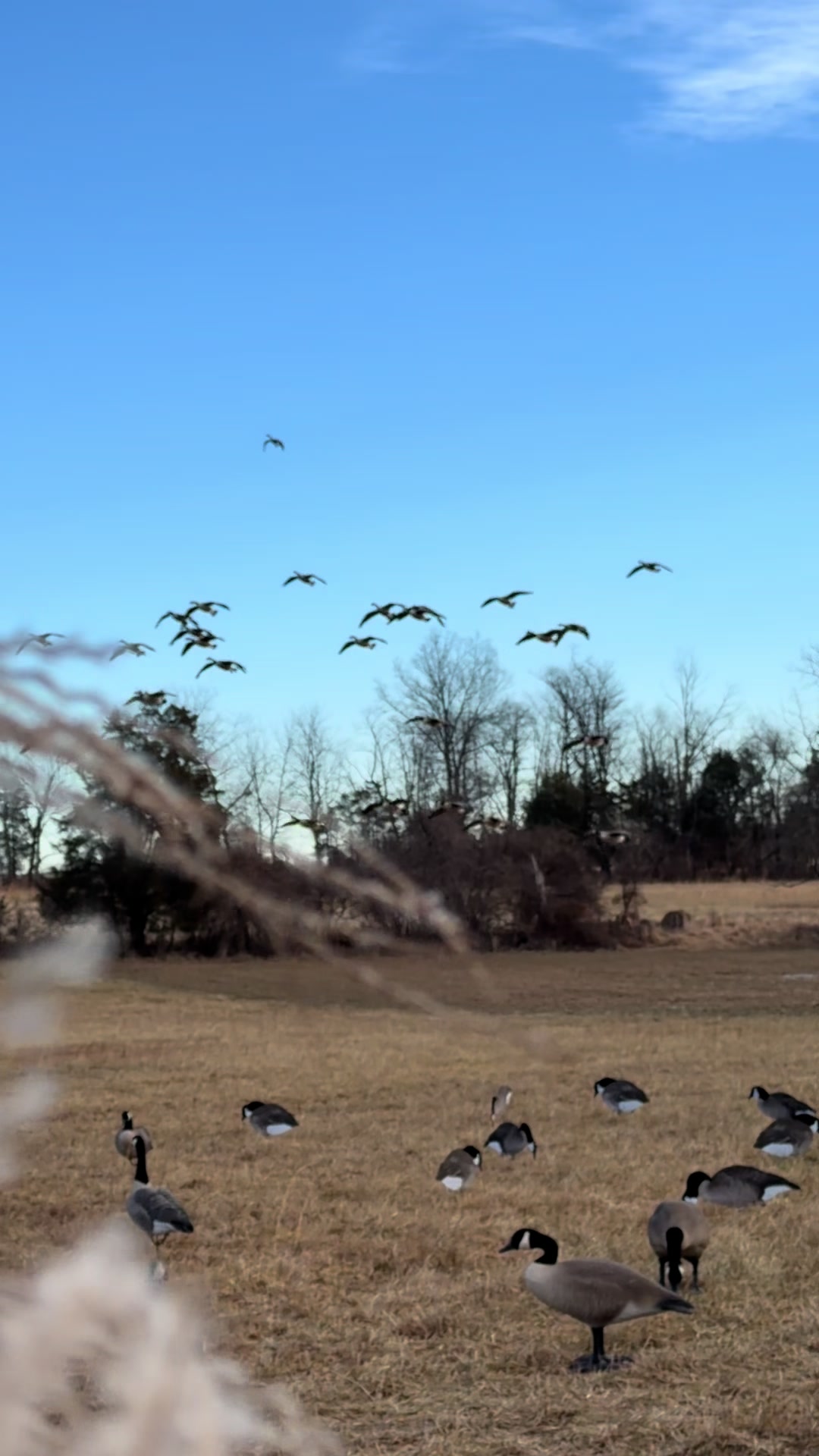 @Northern Duck Calls