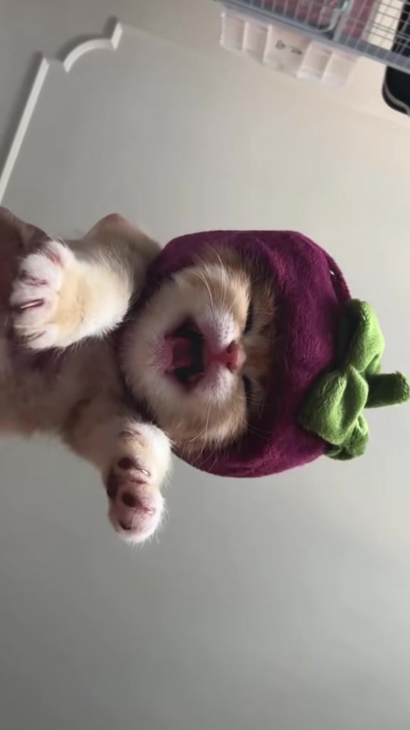 @catbosssss