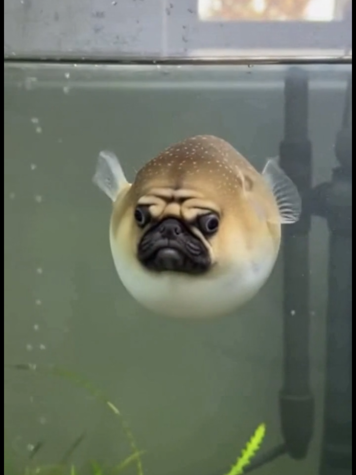 @Pug