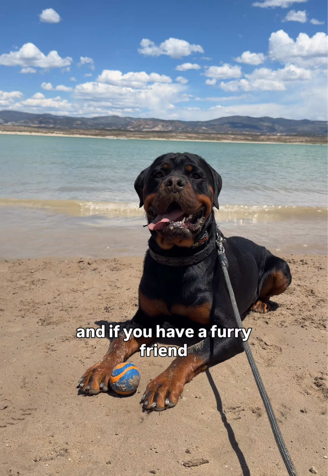 @Rex the Rottweiler