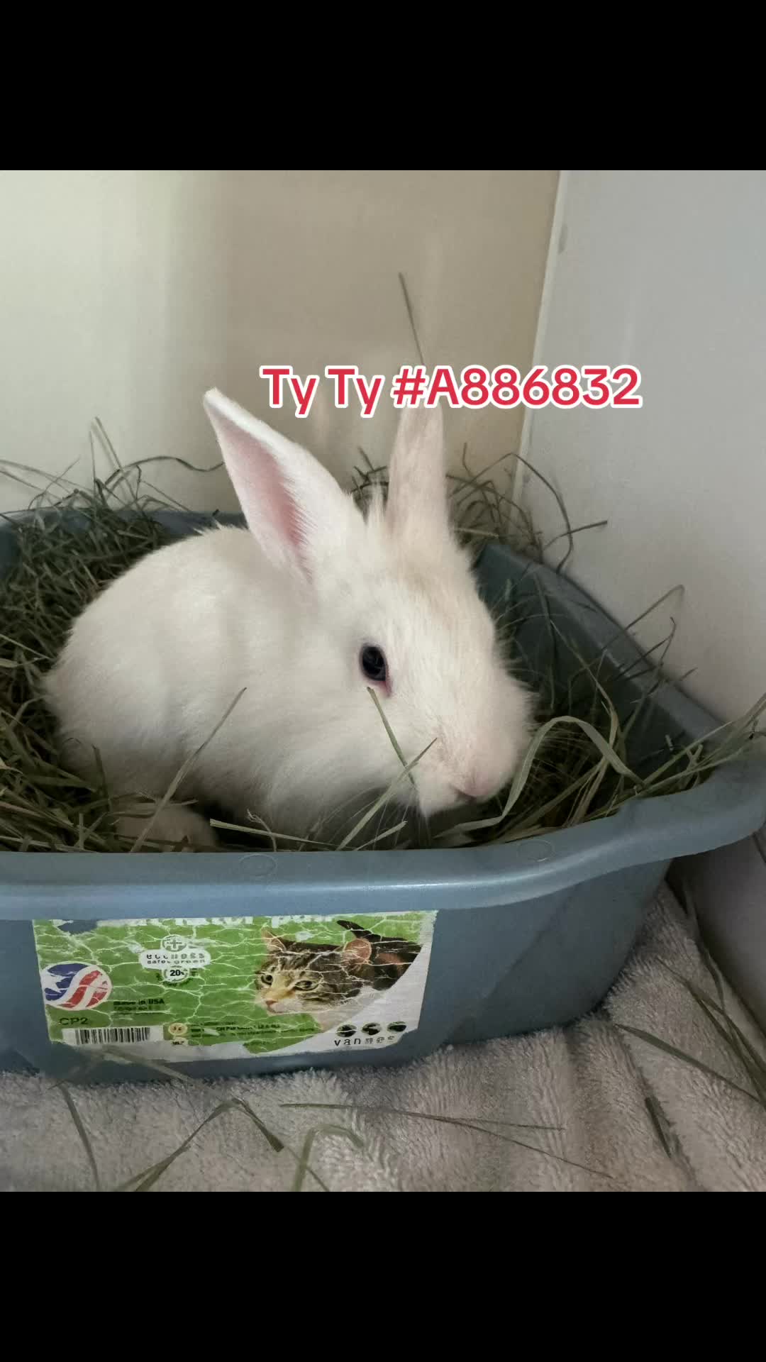 @Bunniesofeastvalley