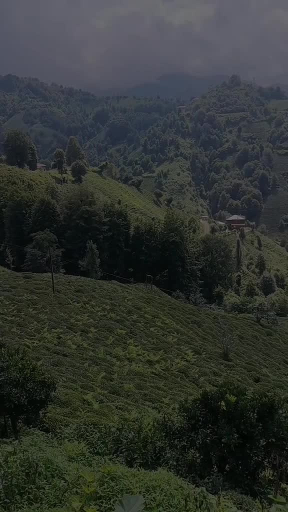 @lazali5353