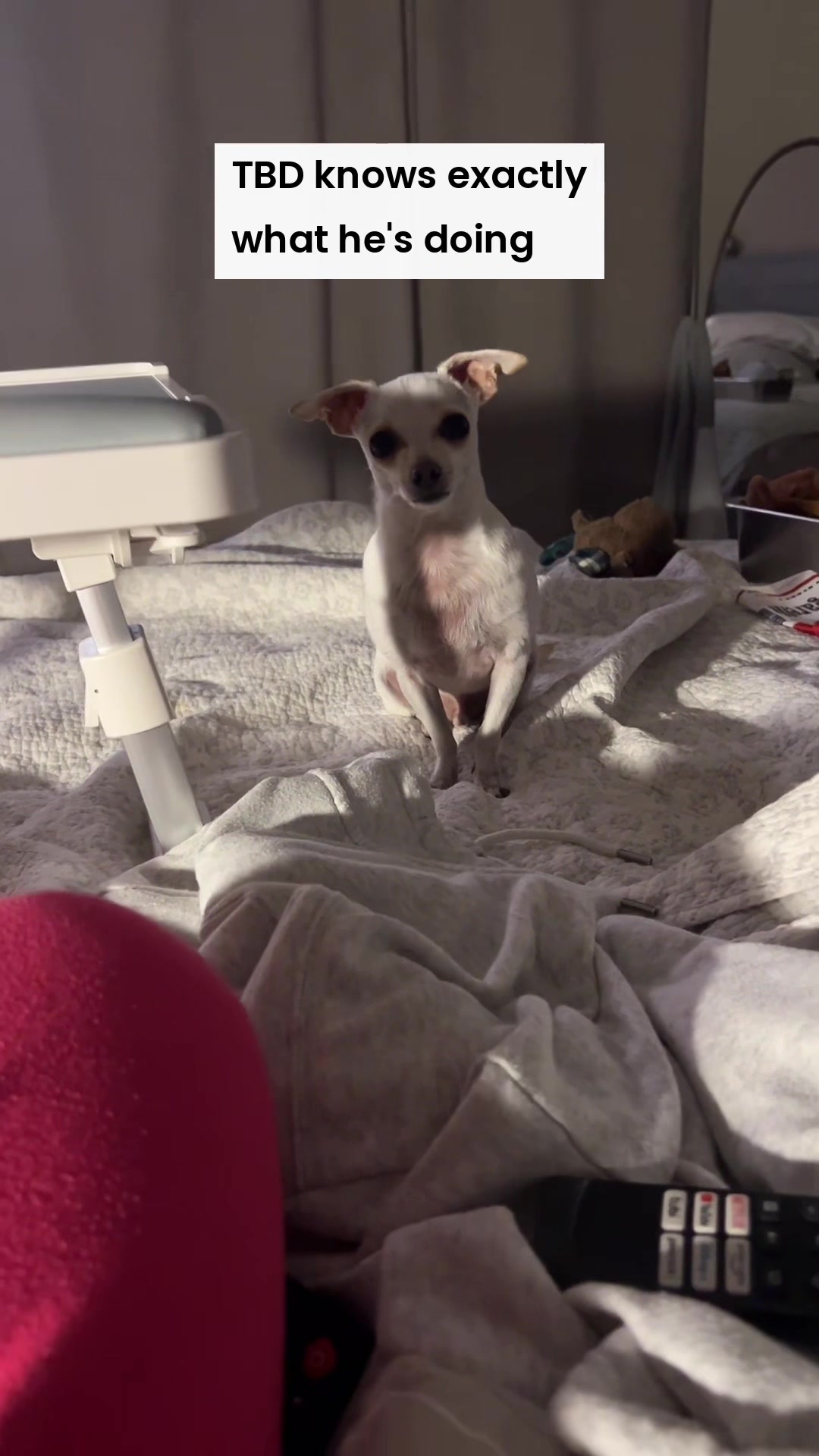 @TBD the Rescue Chihuahua