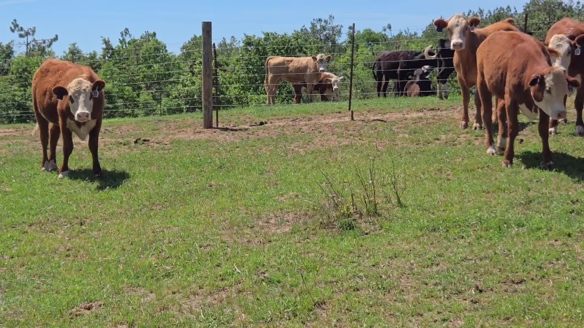 @Windy Ridge Farms
