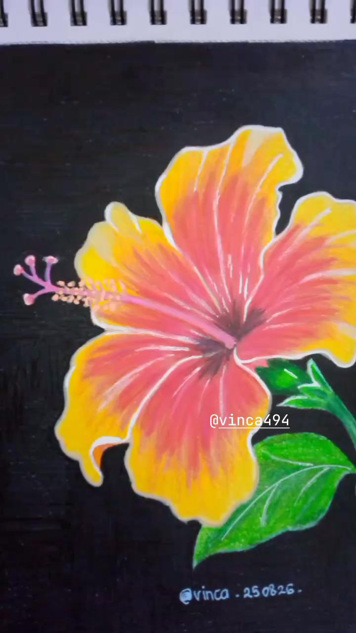 @vinca494
