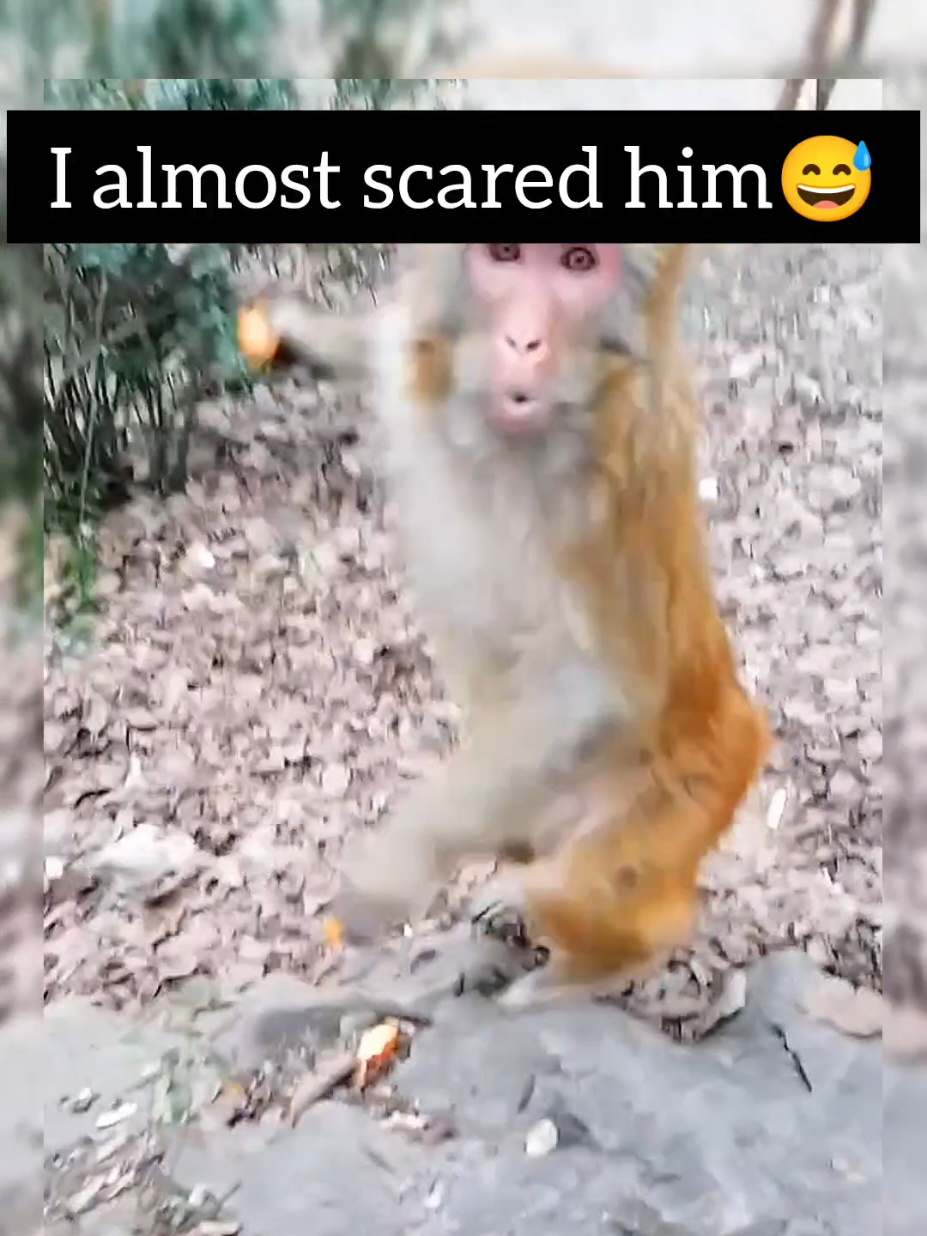 @Daily Monkey Fun