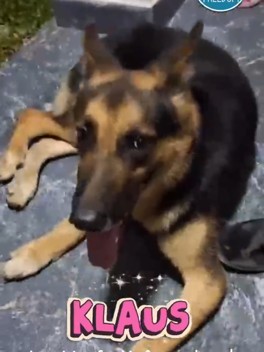 @tailsoffreedomsl