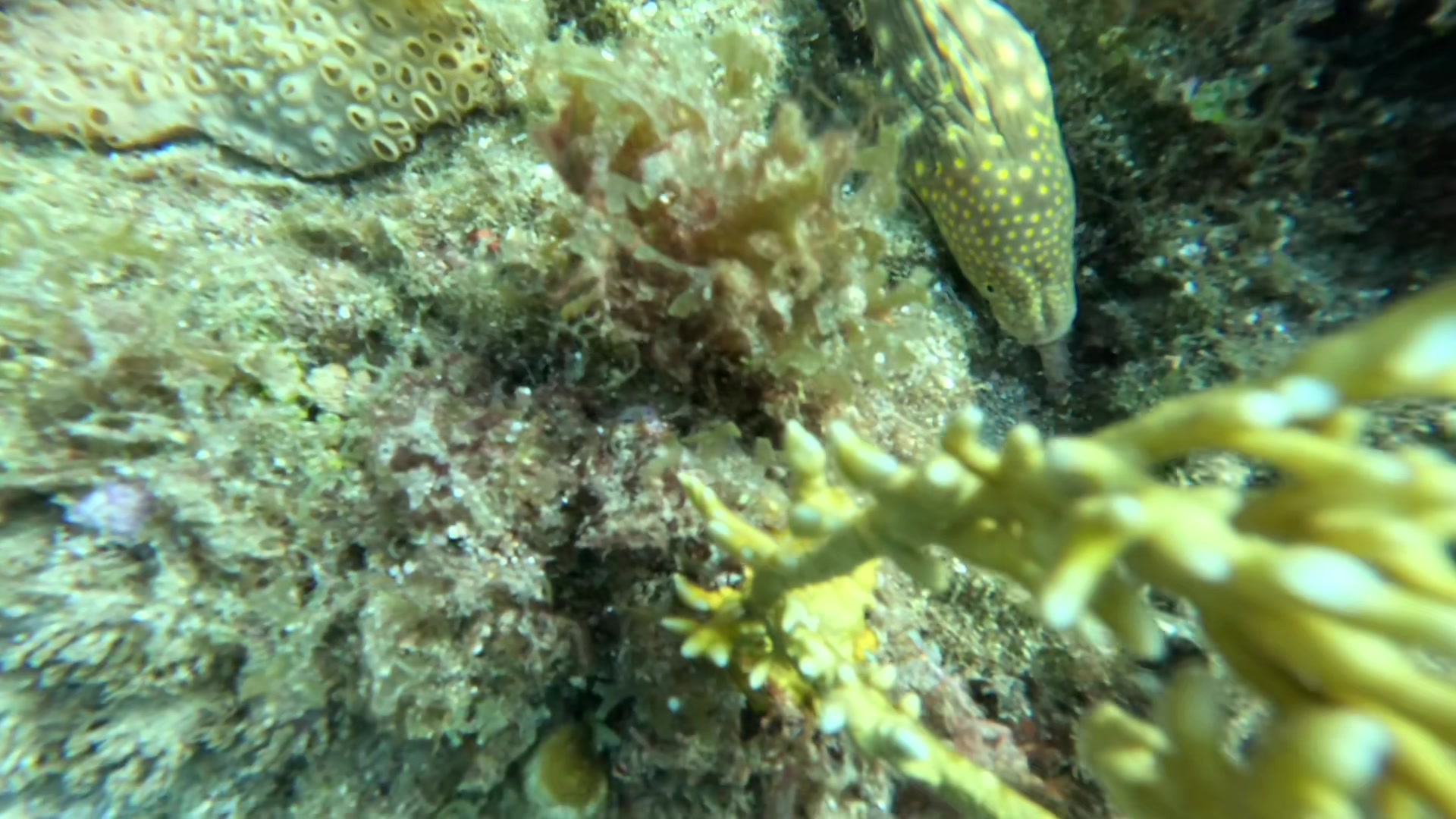 @TheCoralConnect