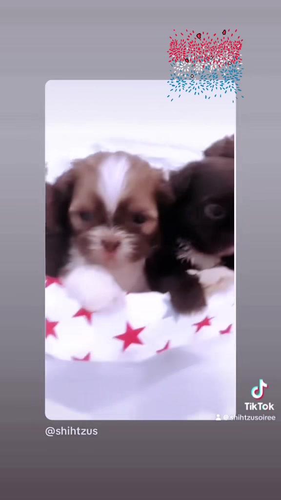@SHIHTZU SOIRÉE