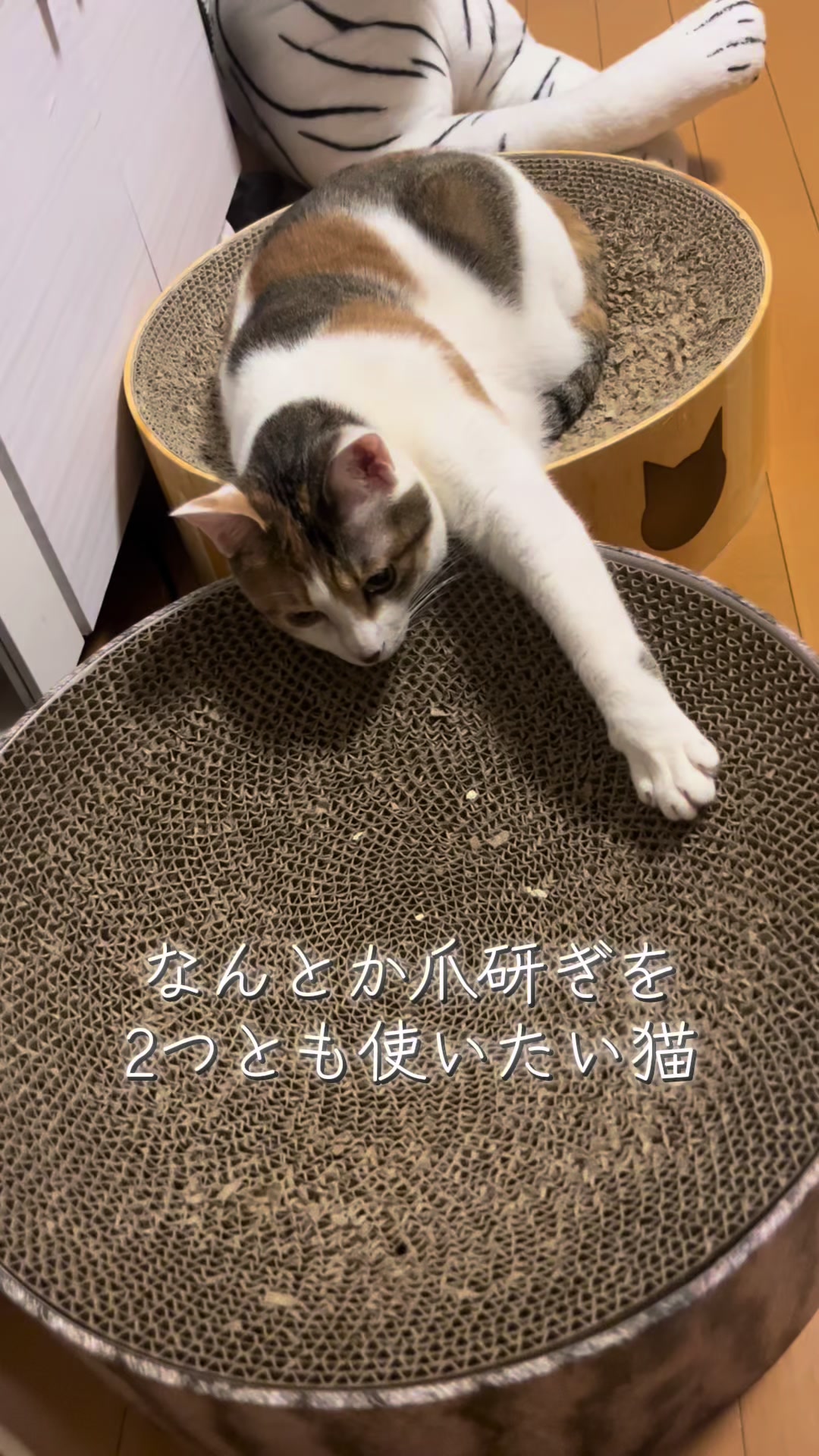 @ふくらんうみ🍶