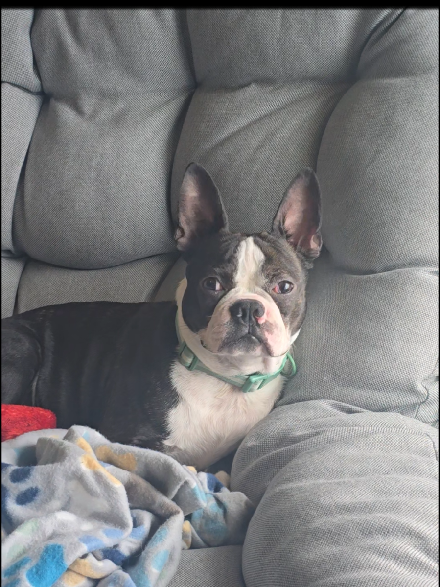 @Sir Leo the Terrier