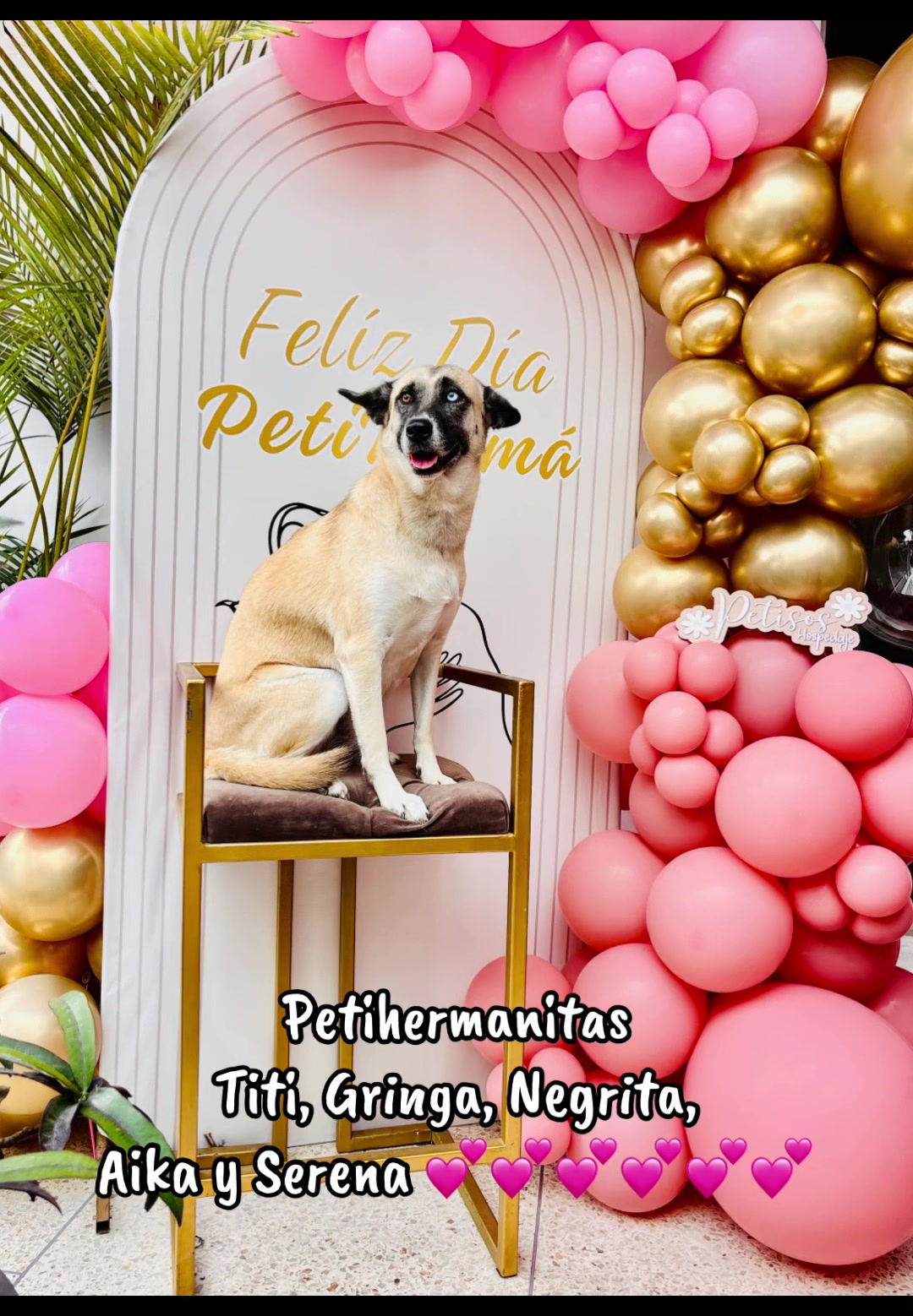 @🐾 Petisos 🐾