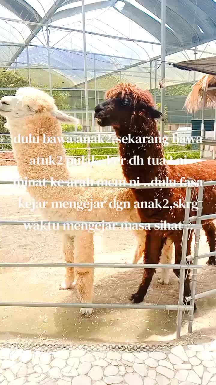 @mawarbiru