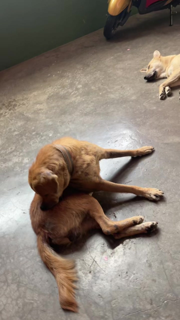 @🧿Mayara pukuli🐕🧿